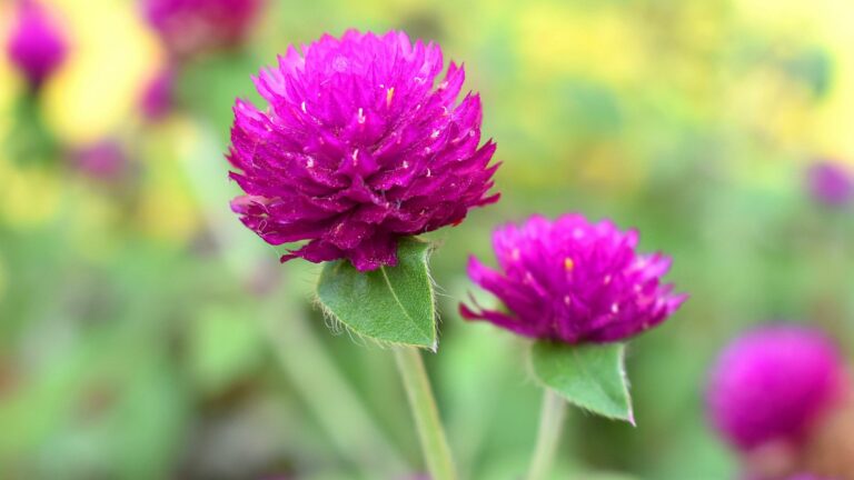 purple globe amaranth flower