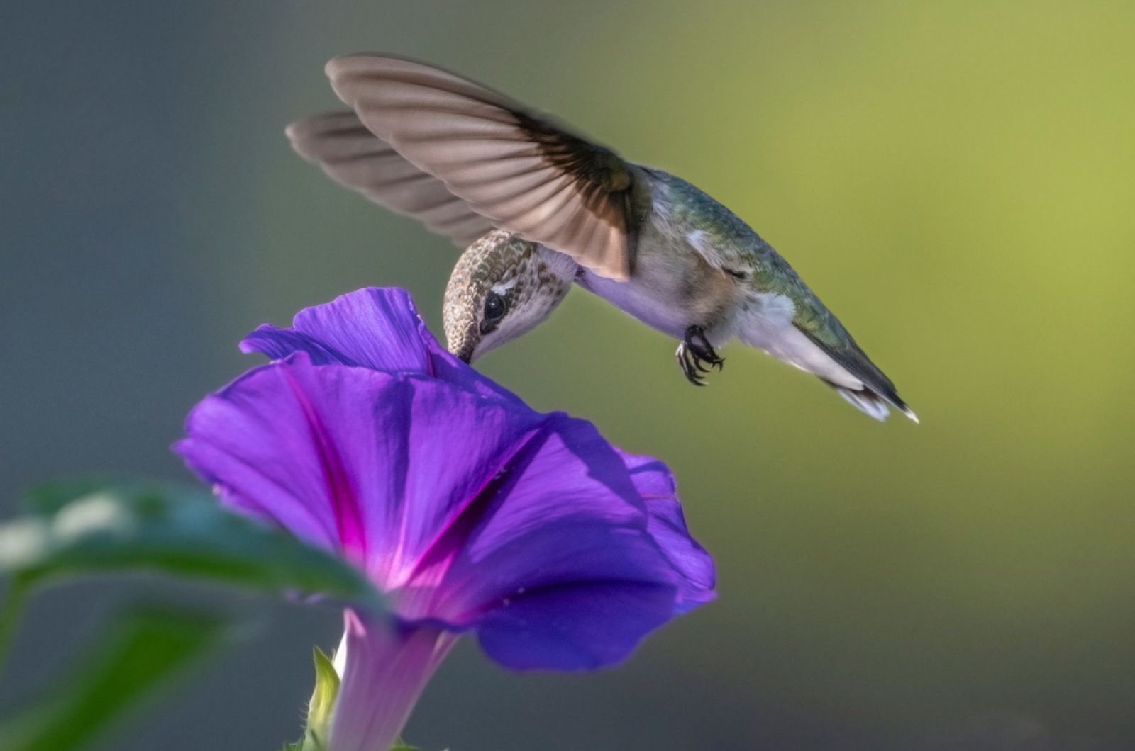 Hummingbird on Morning Glory Flower