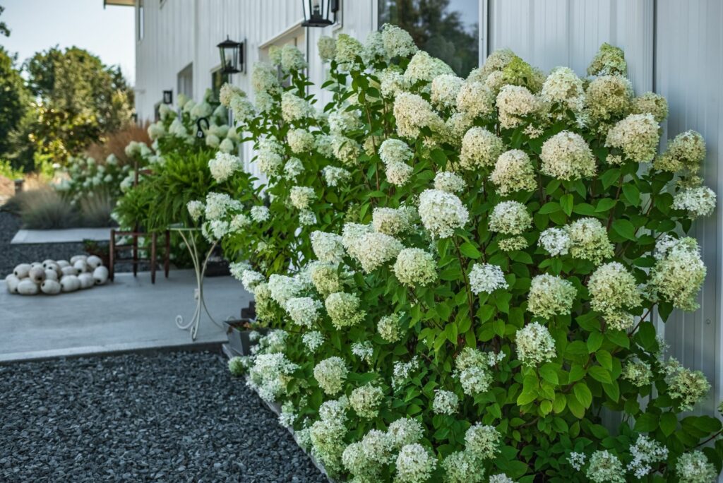 Hydrangeas Crave Nutrients In July