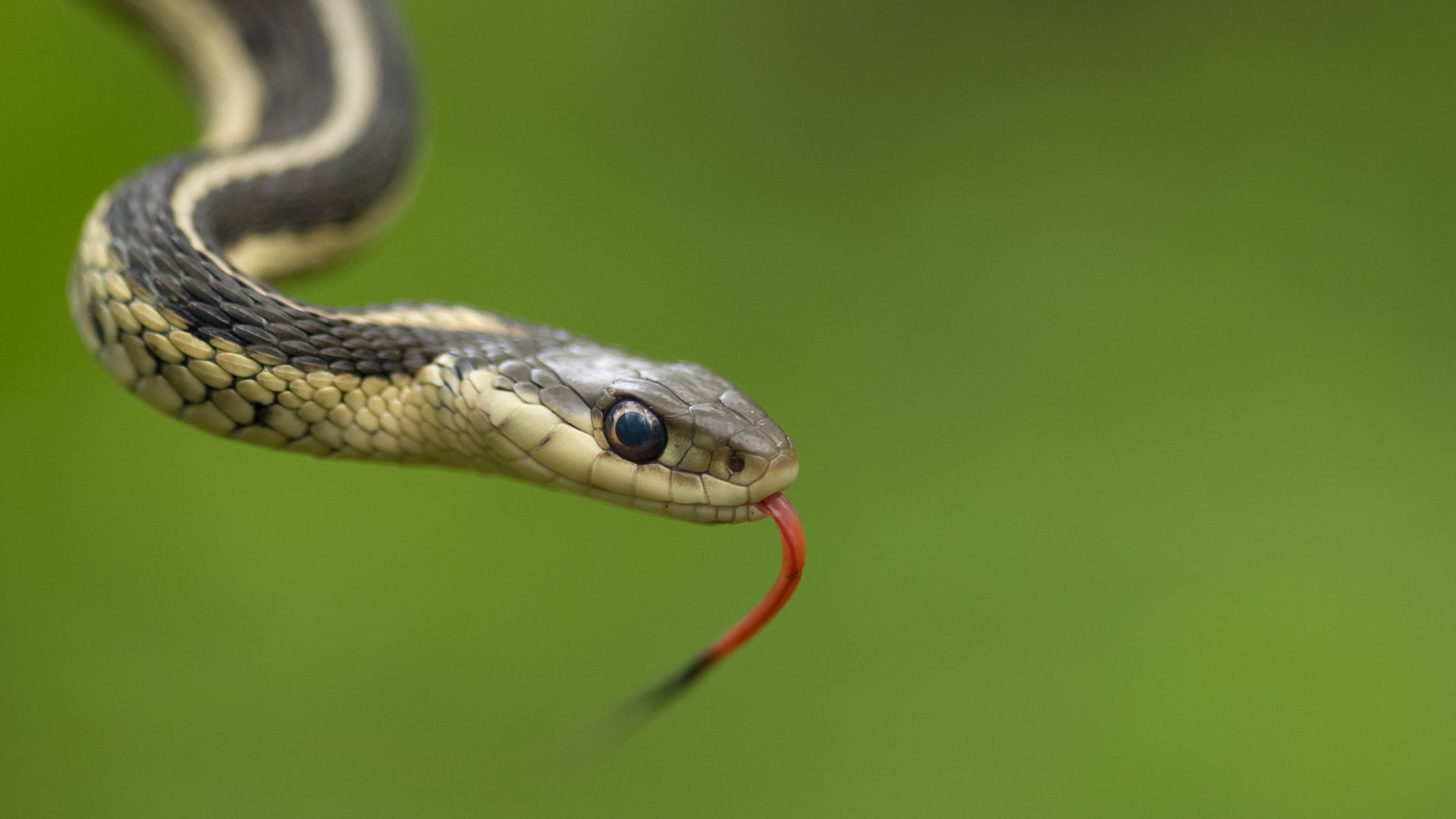 I Had No Idea These Common Garden Plants Were Attracting Snakes (Here’s What Happened)