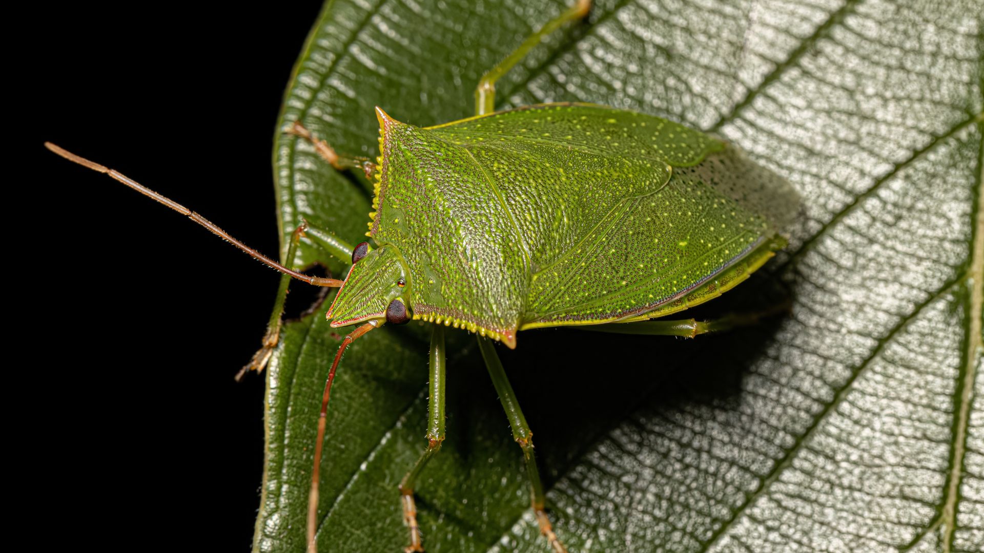 stinky bug on leaf