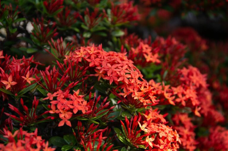 ixora plant