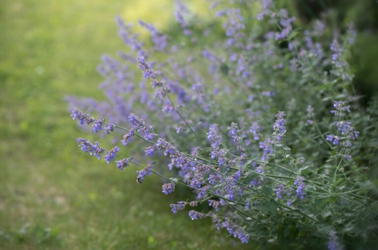 catmint in garden