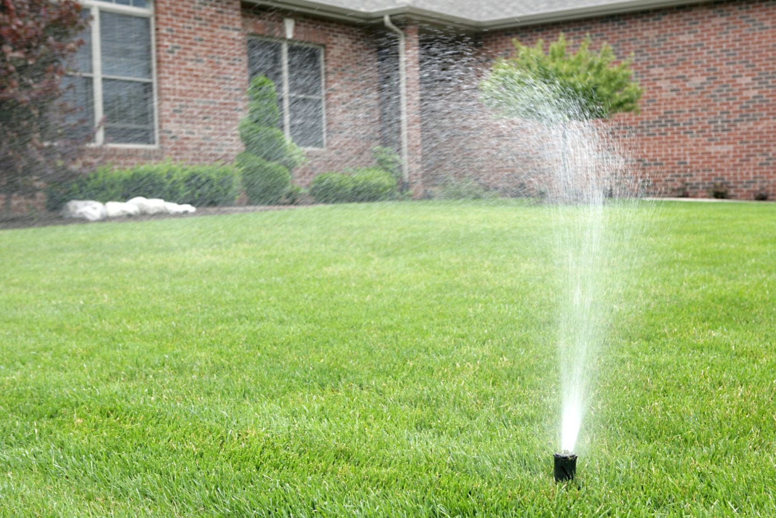 how long should you water a lawn for