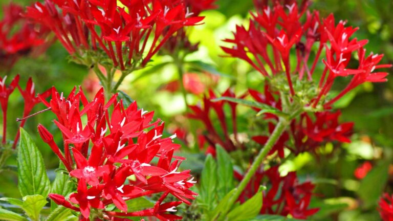 Keep Your Pentas Blooming All Season