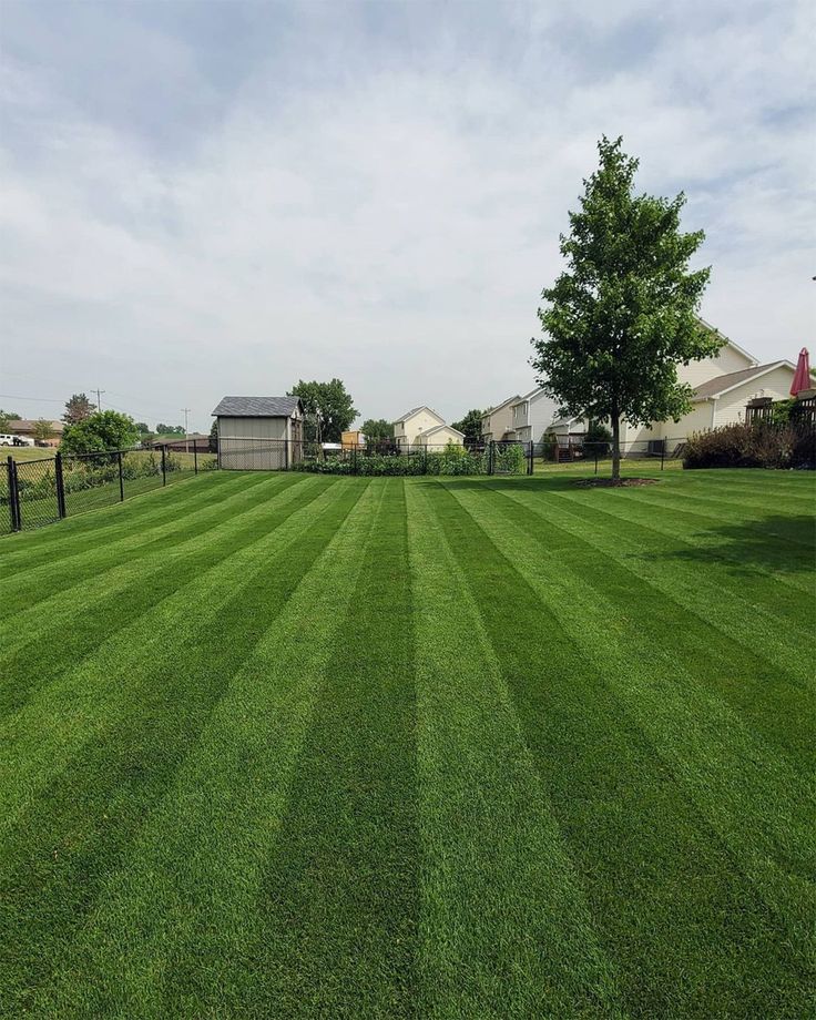 Kentucky Bluegrass