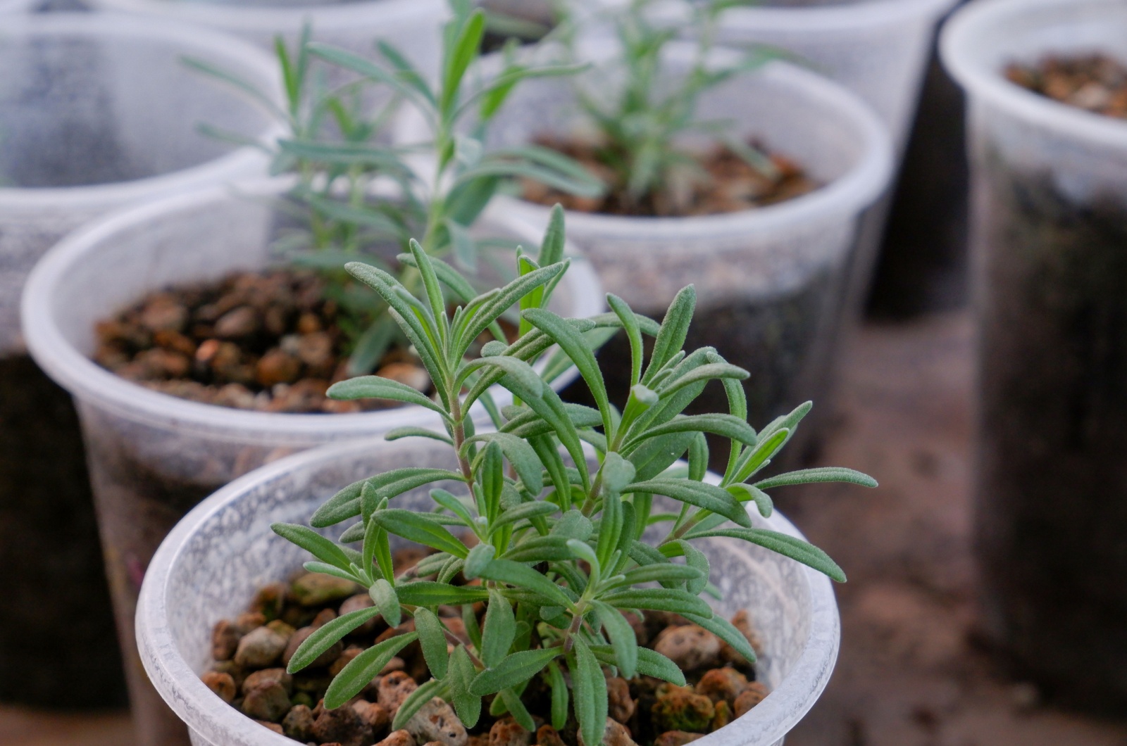 Lavender Seedling