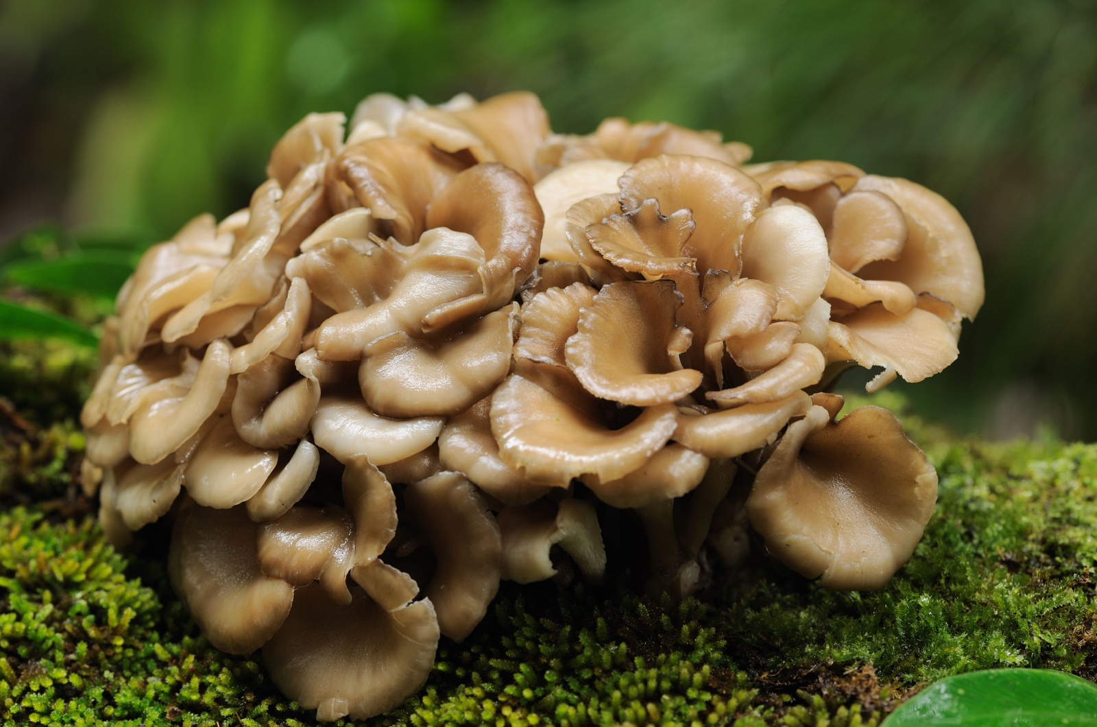 Maitake mushroom