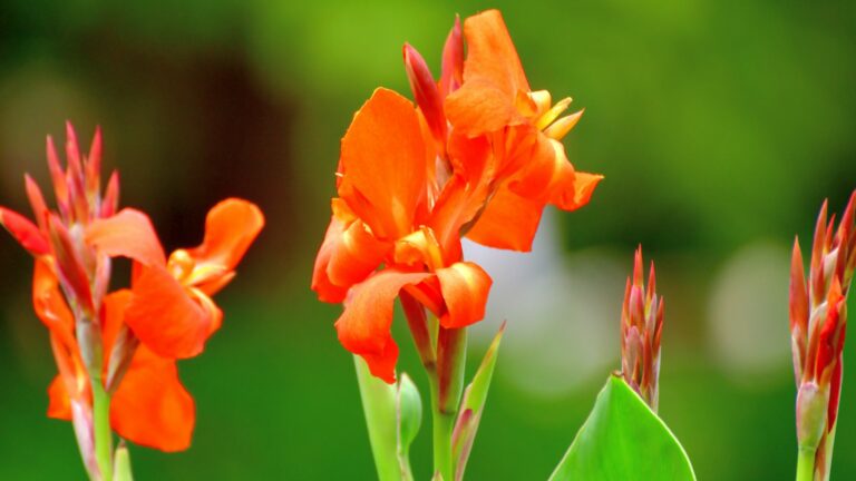 canna lilies
