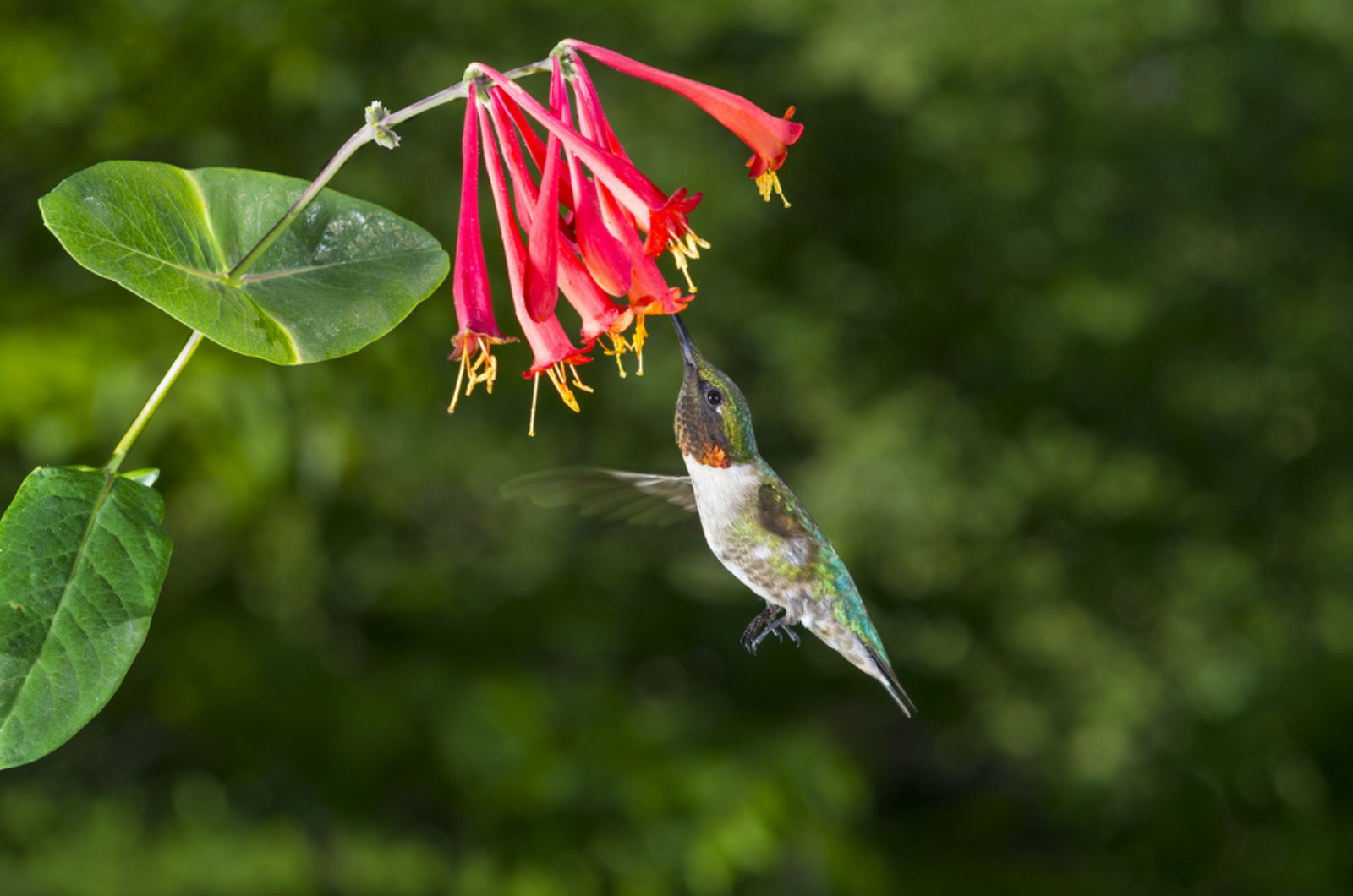 Male Ruby-Throated Hummingbird