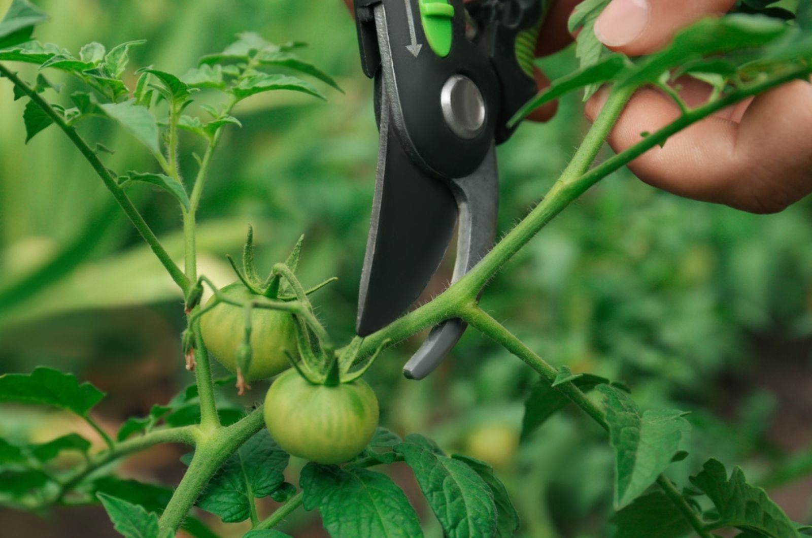 Man pruning tomato bush with secateurs in garden,