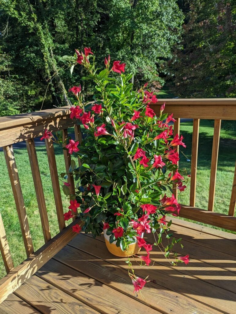 Mandevilla on the flower terrace