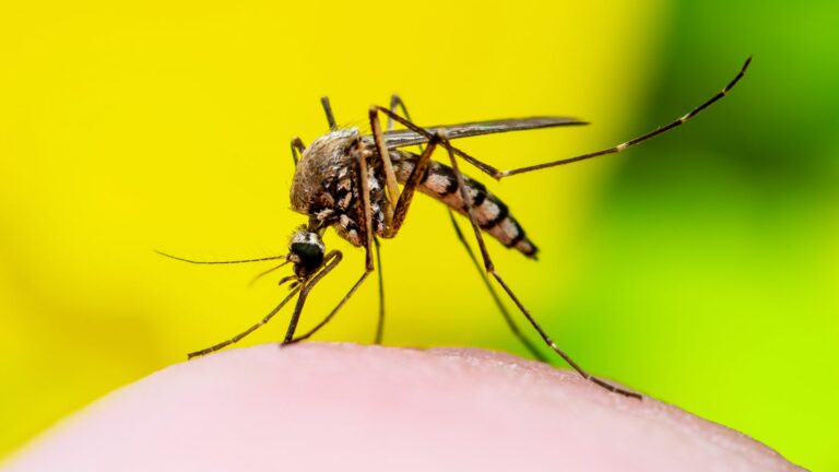 photo of a mosquito