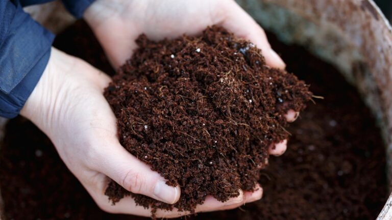 gardener holding soil with coconut coir