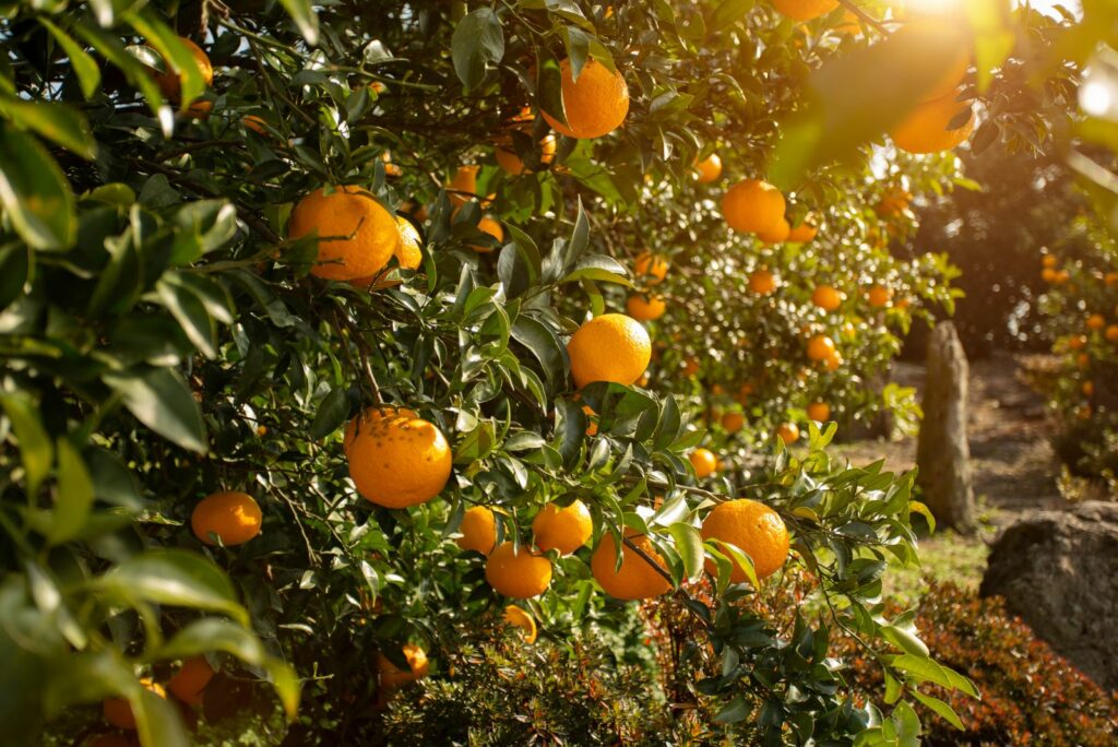 Orange garden