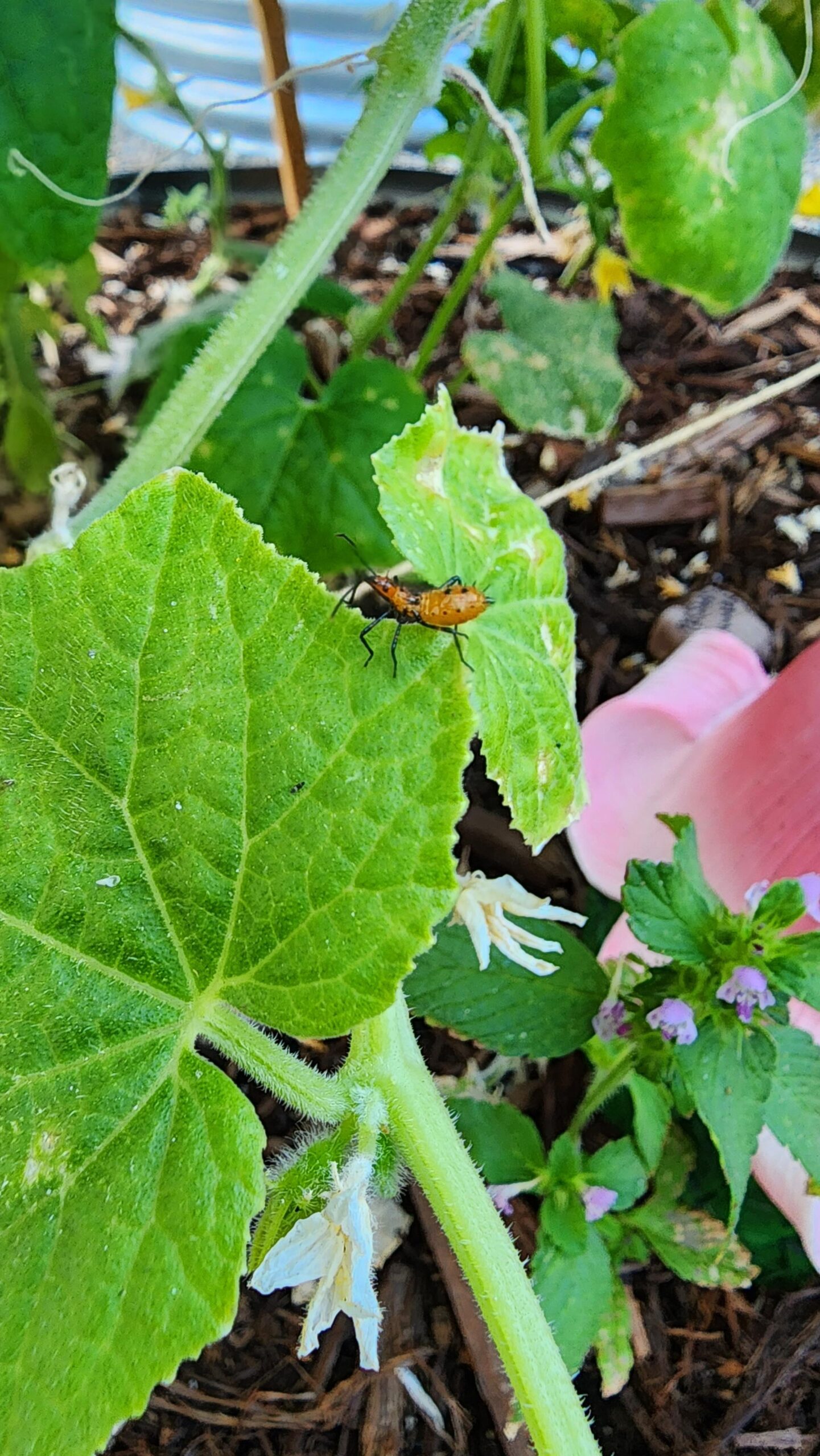 Pest On Cucumber Plant