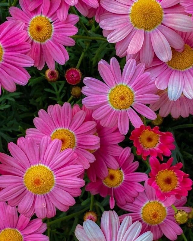 Pink Gerbera Daisies