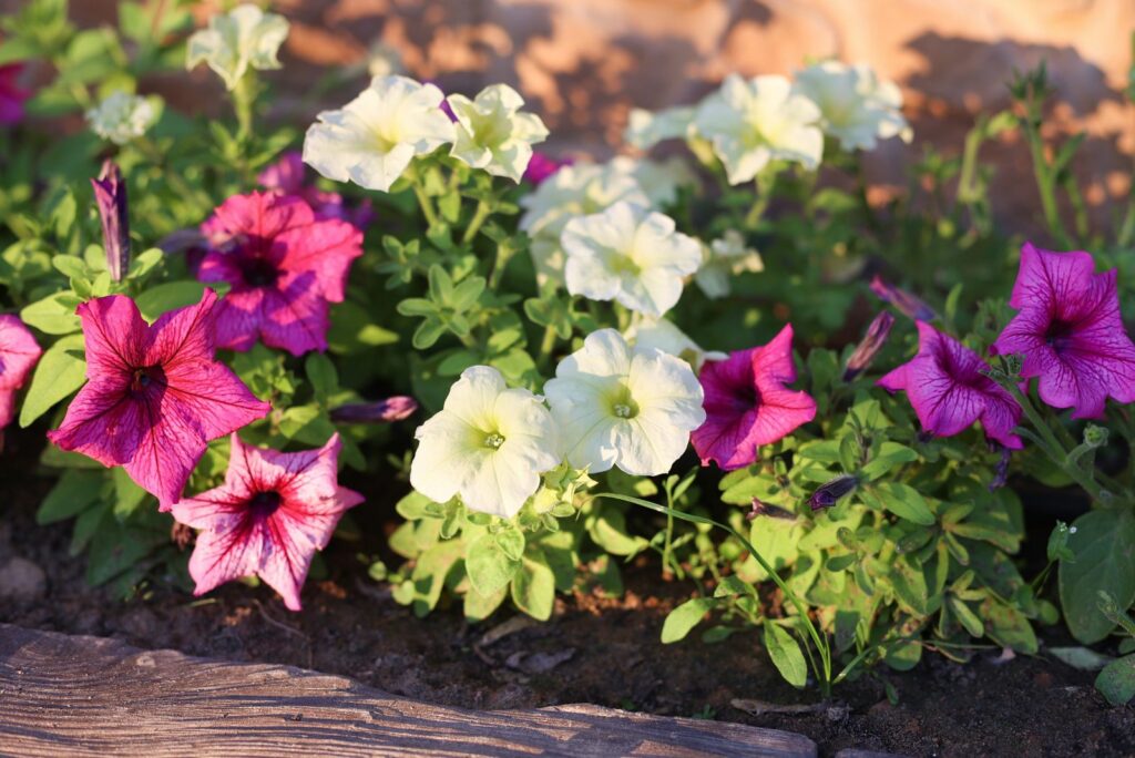 Pink Petunia petunia flower