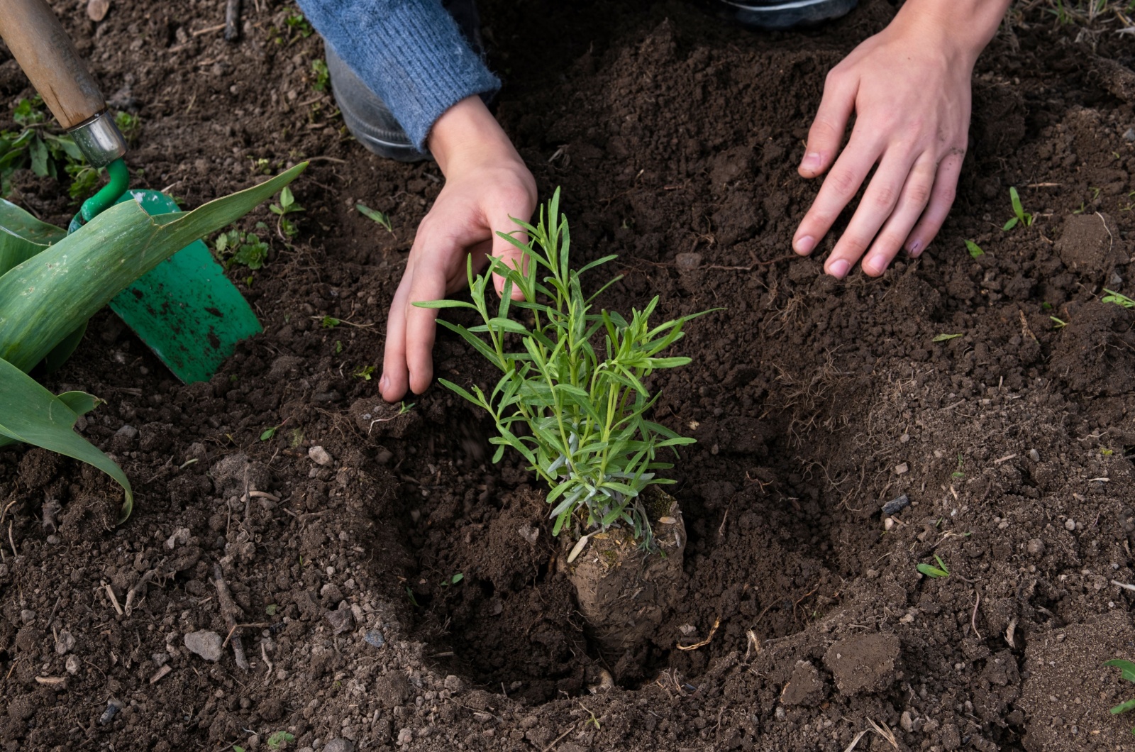 Planting a young lavender bush