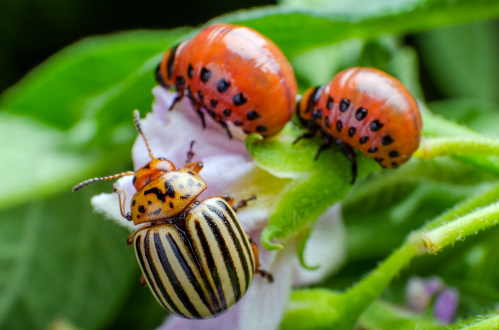 Potato beetles