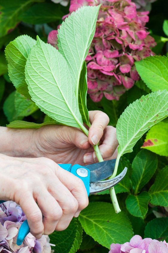 Propagating Hydrangeas