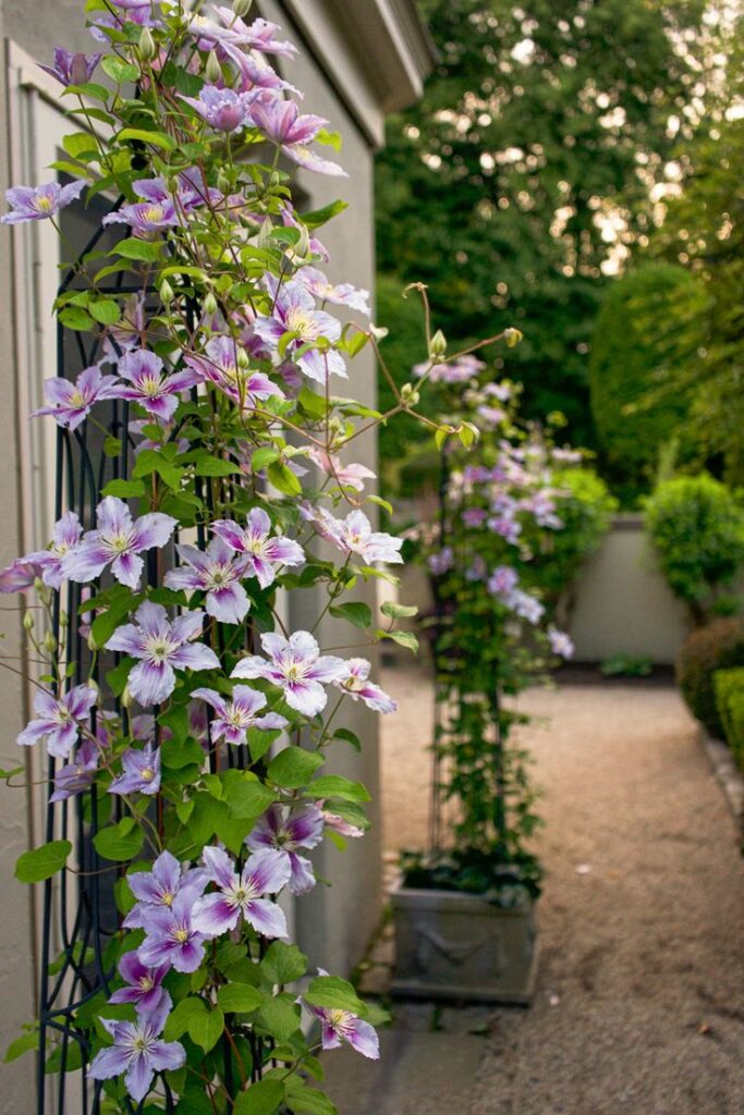 Queens Of Flowering Vines