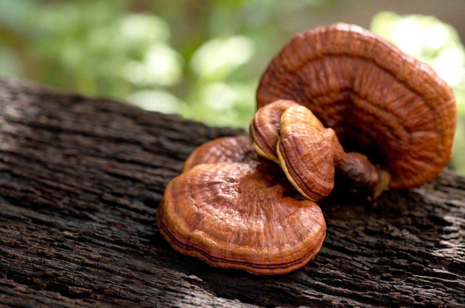 Reishi Mushroom