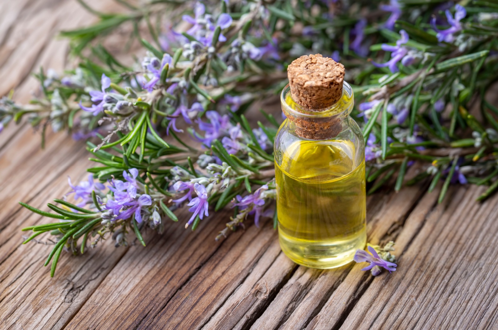 Rosemary herbal essential oil