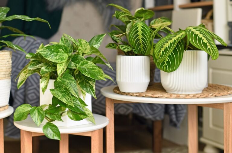 houseplants on a table