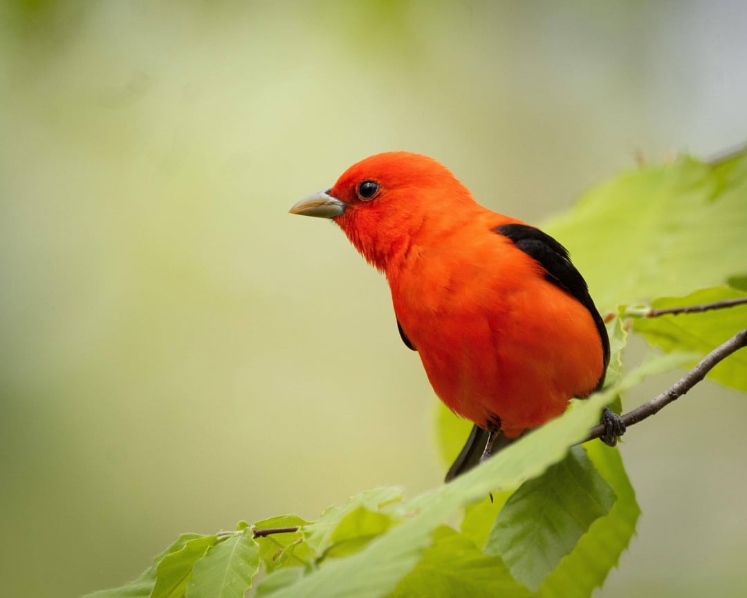 Scarlet Tanager