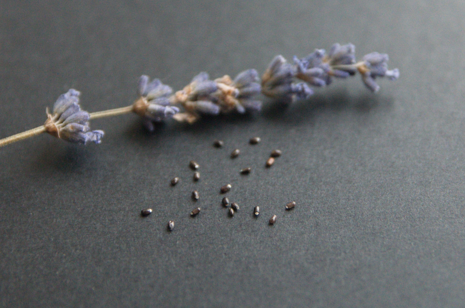 Seeds of lavender