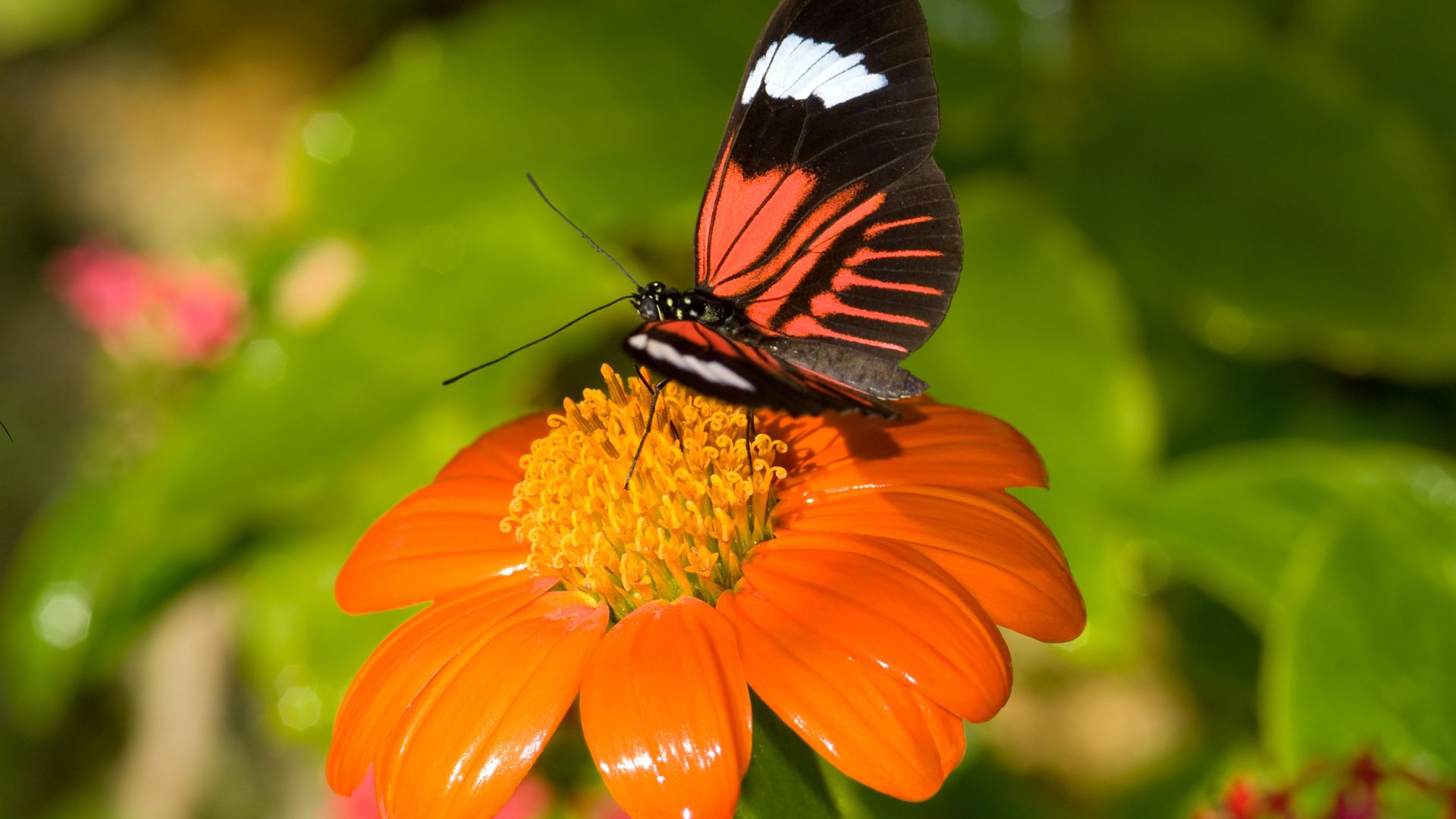 Short on Garden Space Try A Pot-Based Pollinator Garden To Attract