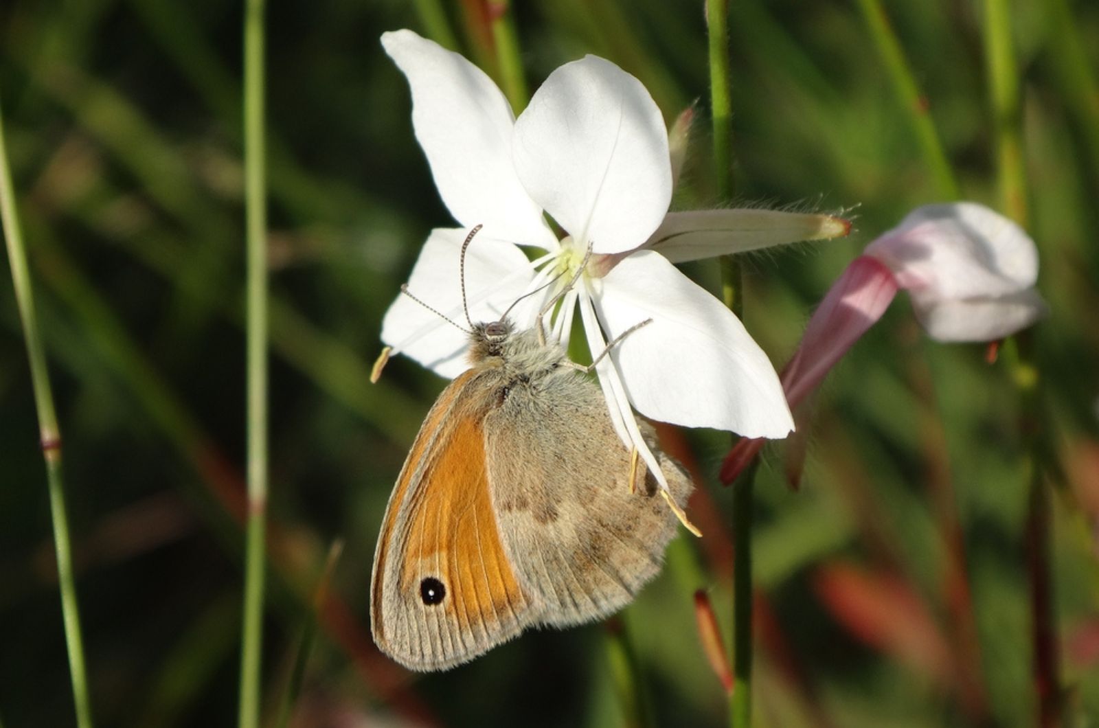 Small heath (Coenonympha pamphilus) butterfly feeding on a white gaura flower