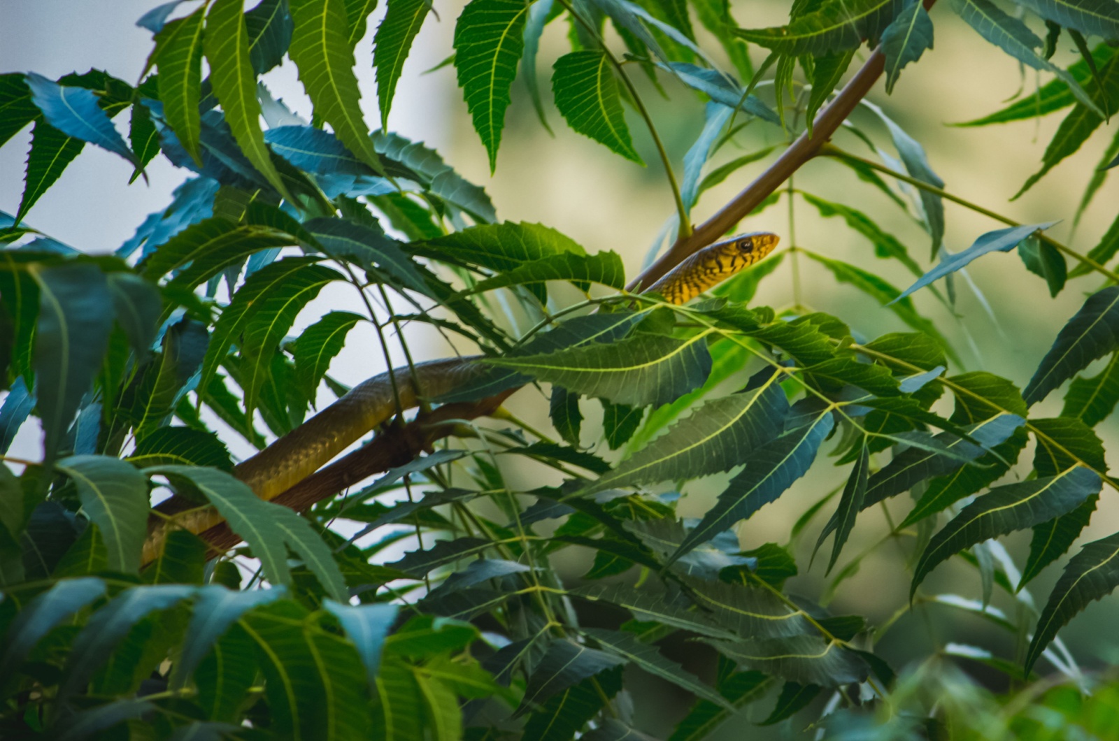 Snake in a bush