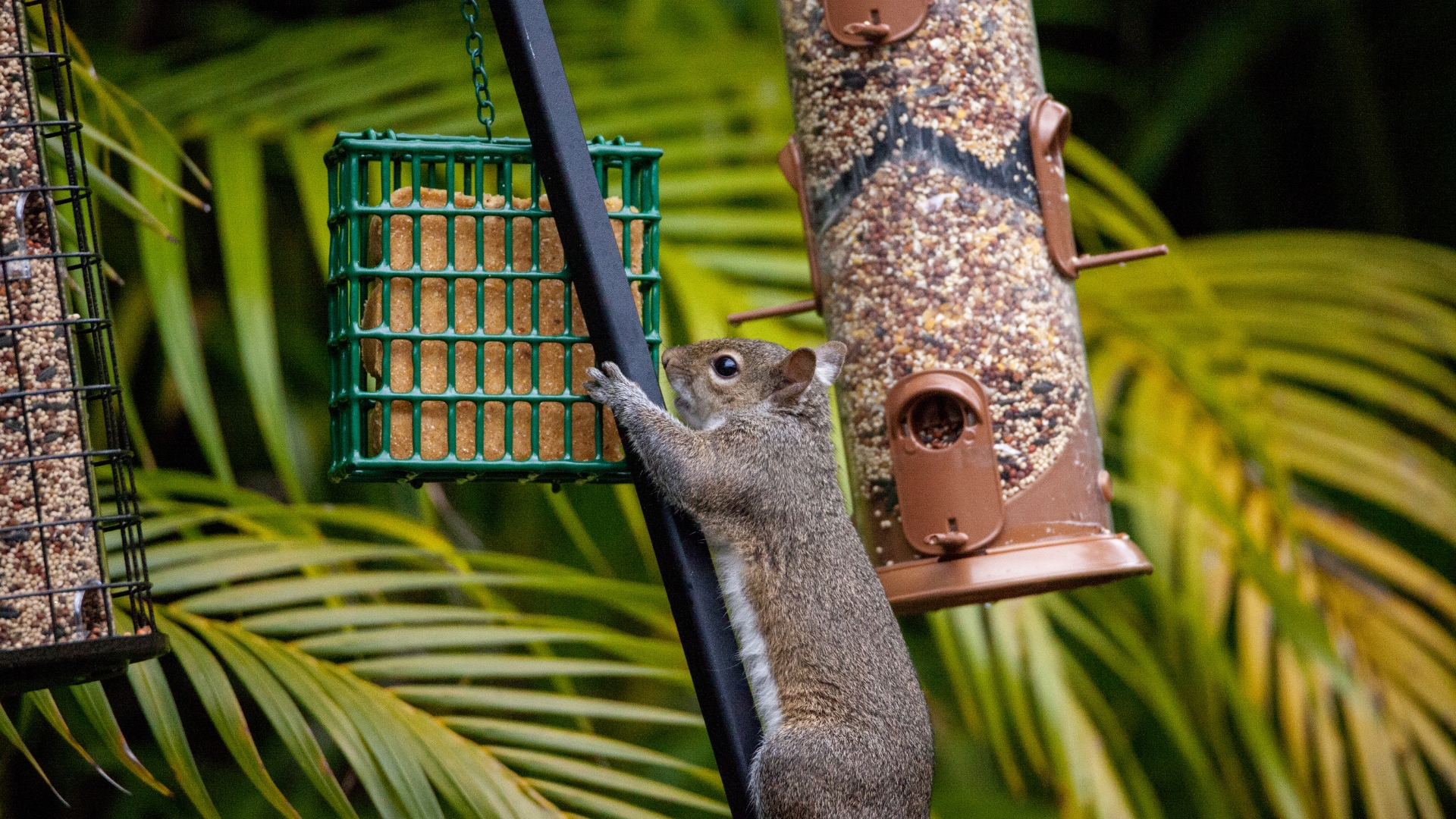 squirrel reaching the bird feeder