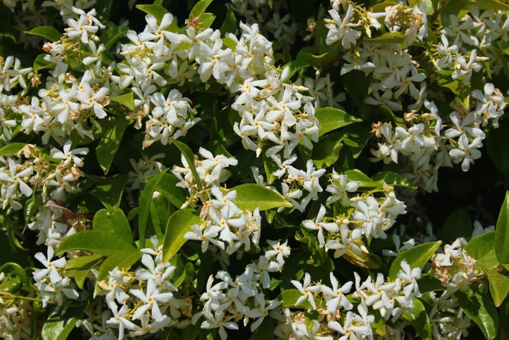 Star jasmine flowers