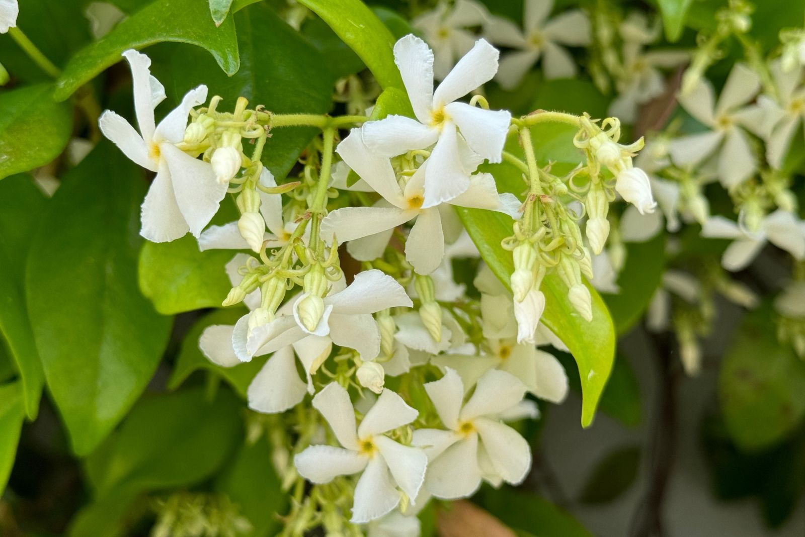 Beautiful fragrant white flowers of Star Jasmine