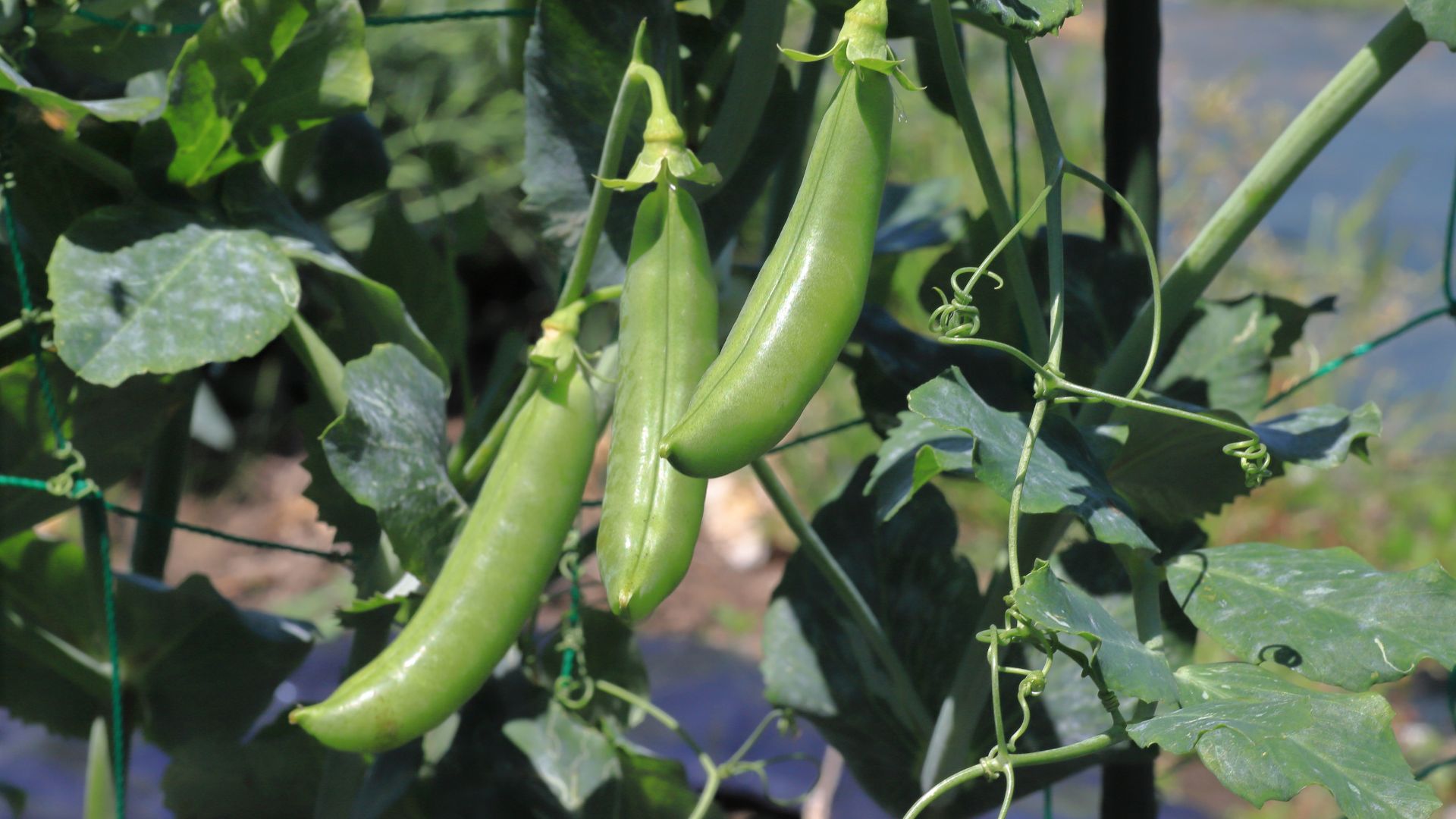 harvesting peas