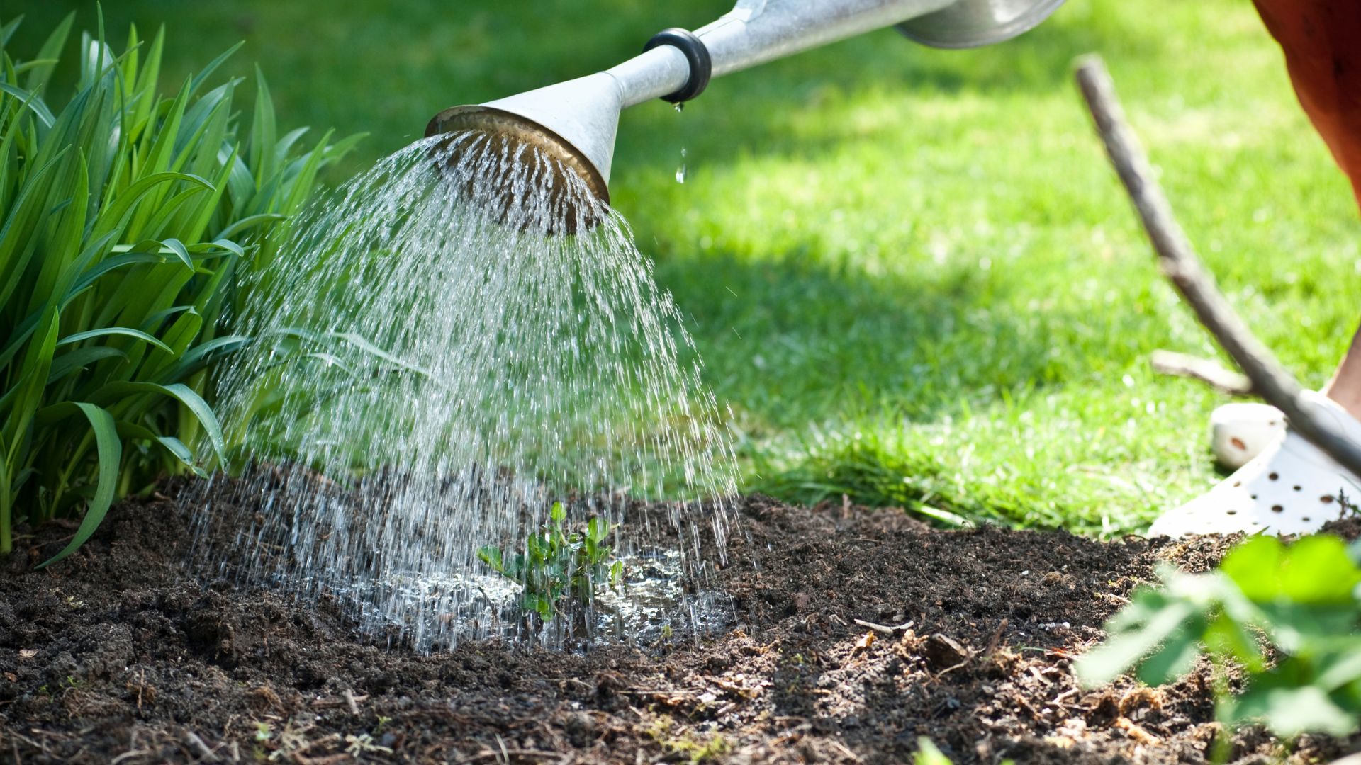 watering vegetables