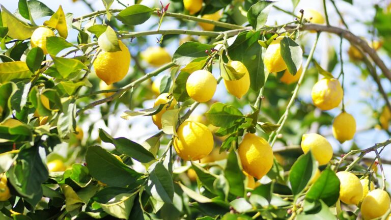 lemon tree