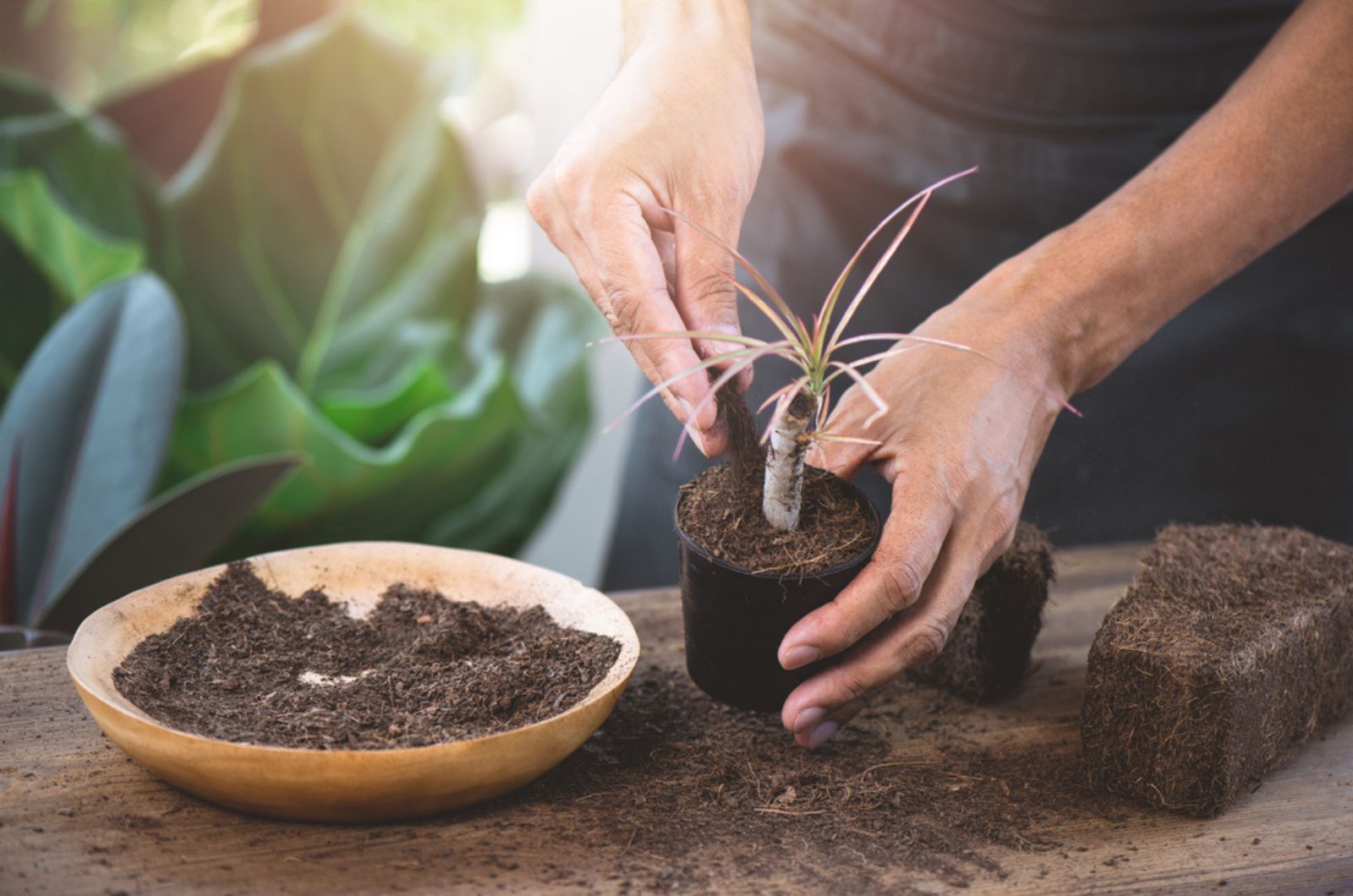 The man use coco peat to grow plants without soil