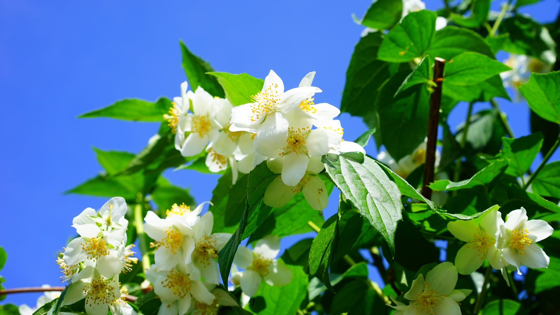 tips on how to make jasmine bloom
