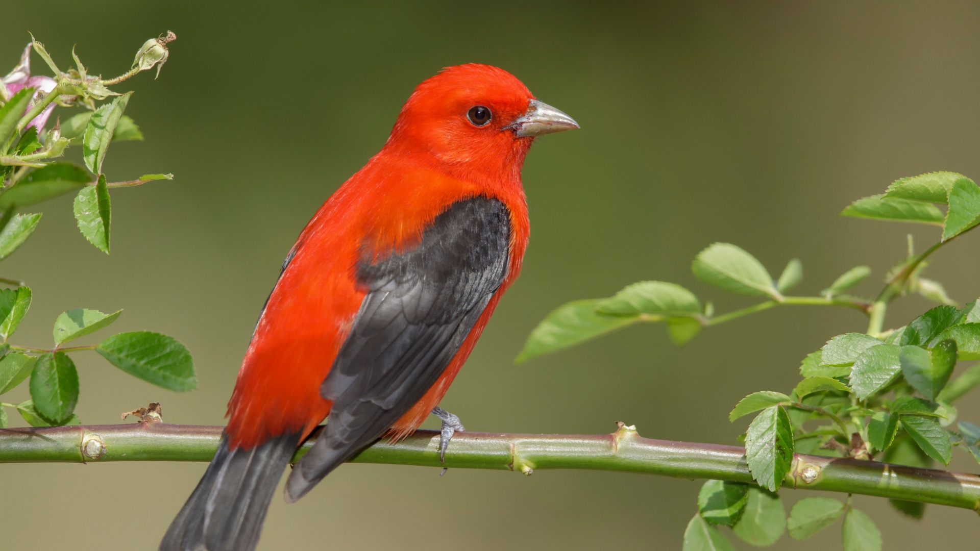 Scarlet Tanager on a branch