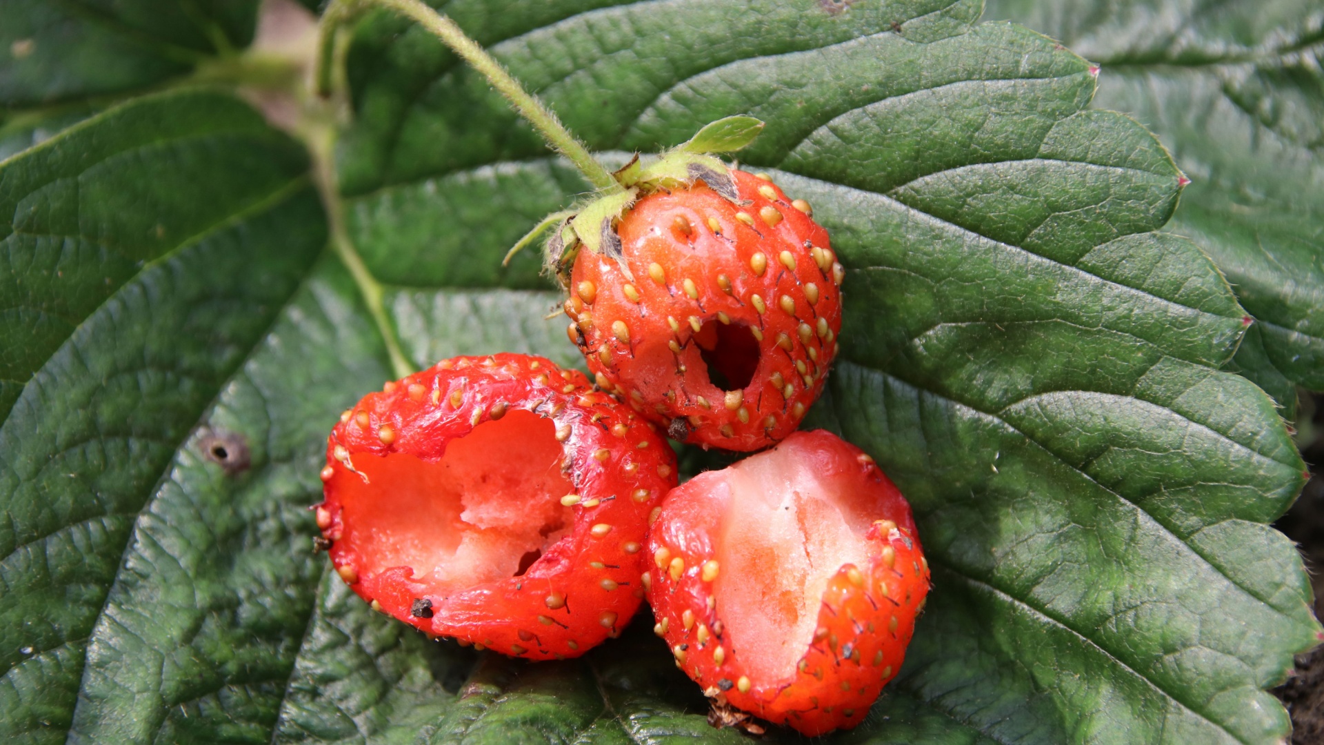 Strawberry damaged by pests