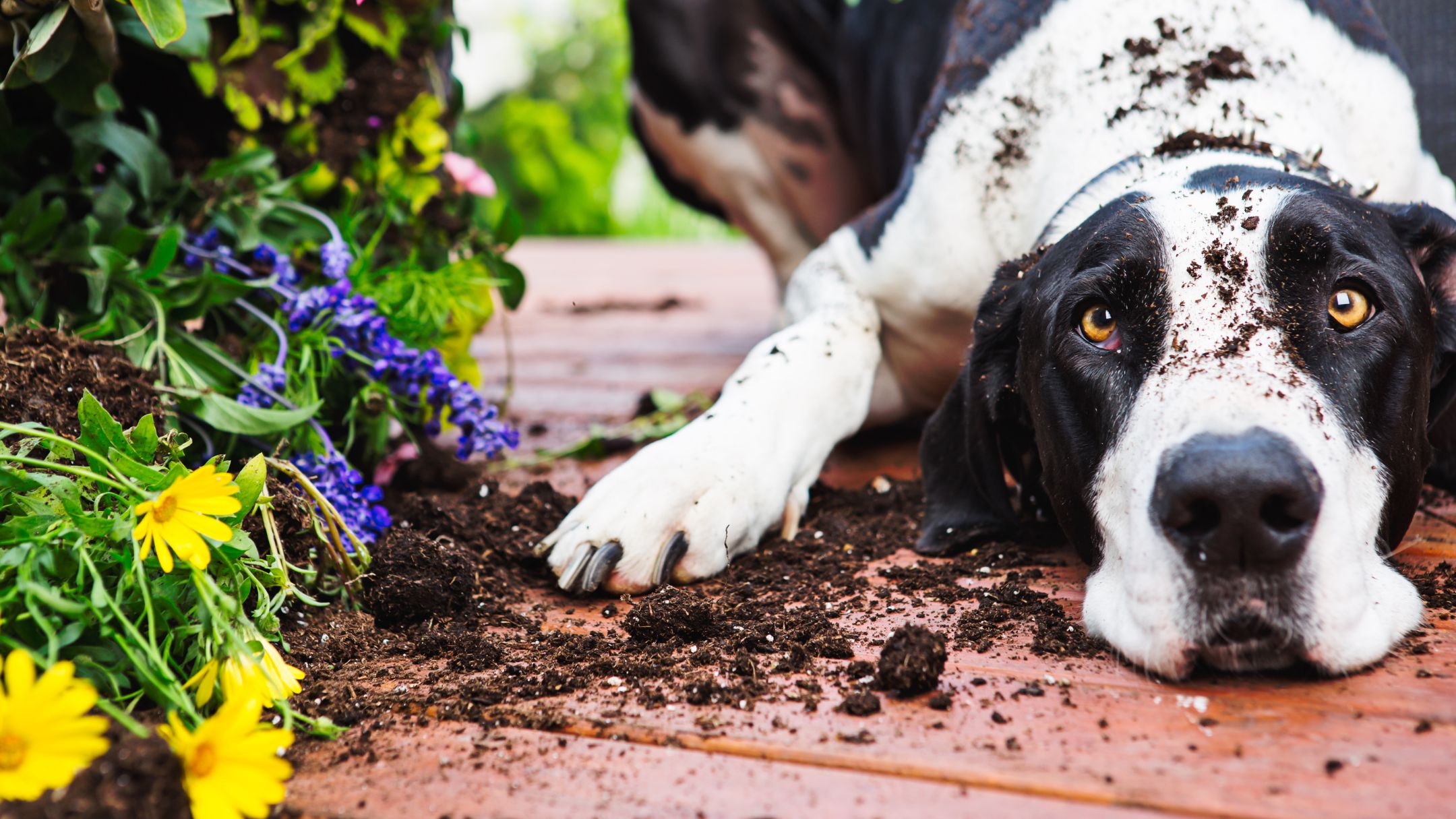 dog covered with soil