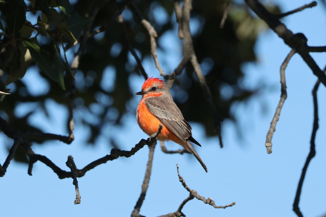 Vermillion Flycatcher