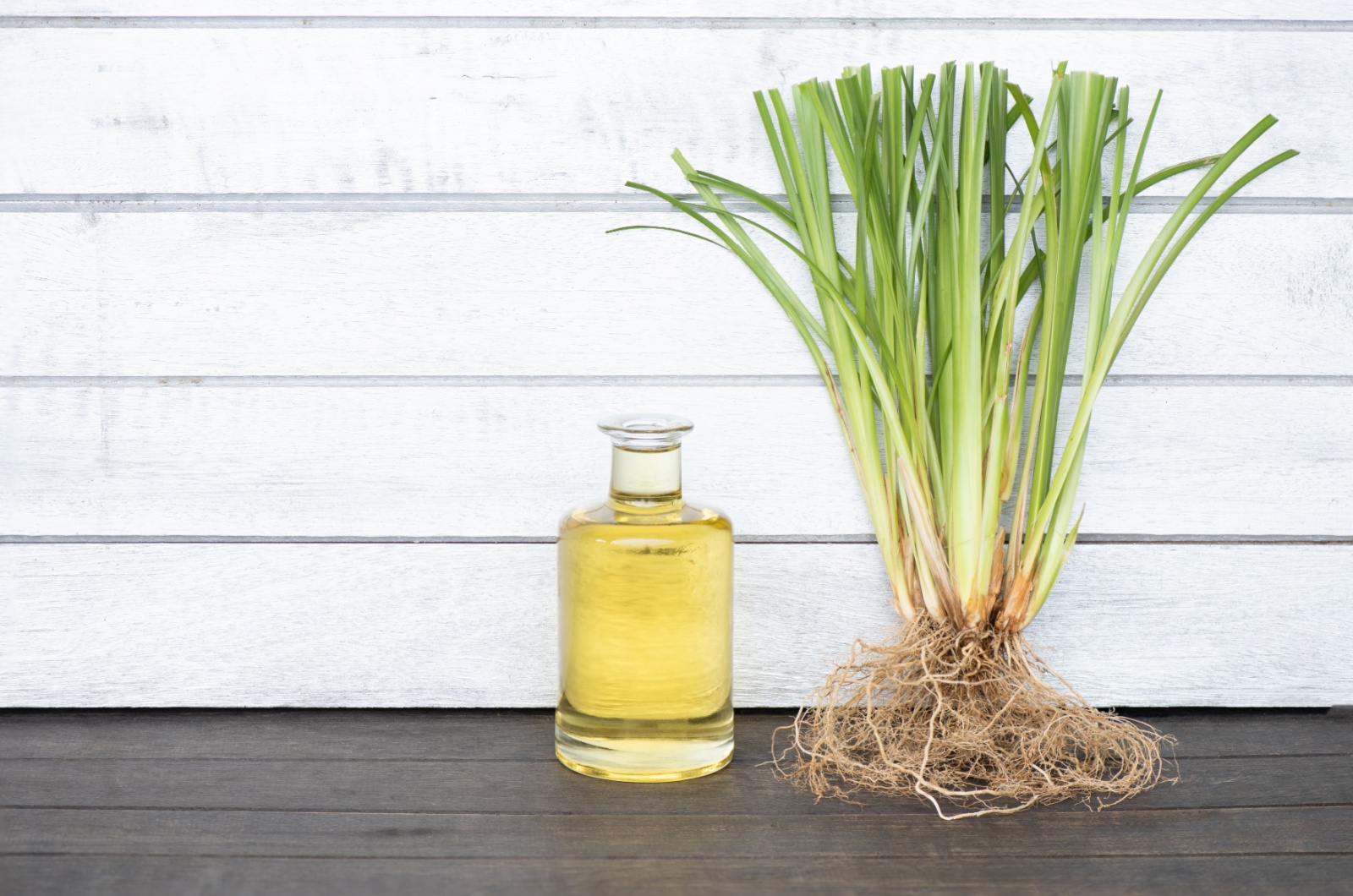 Vetiver grass and oil