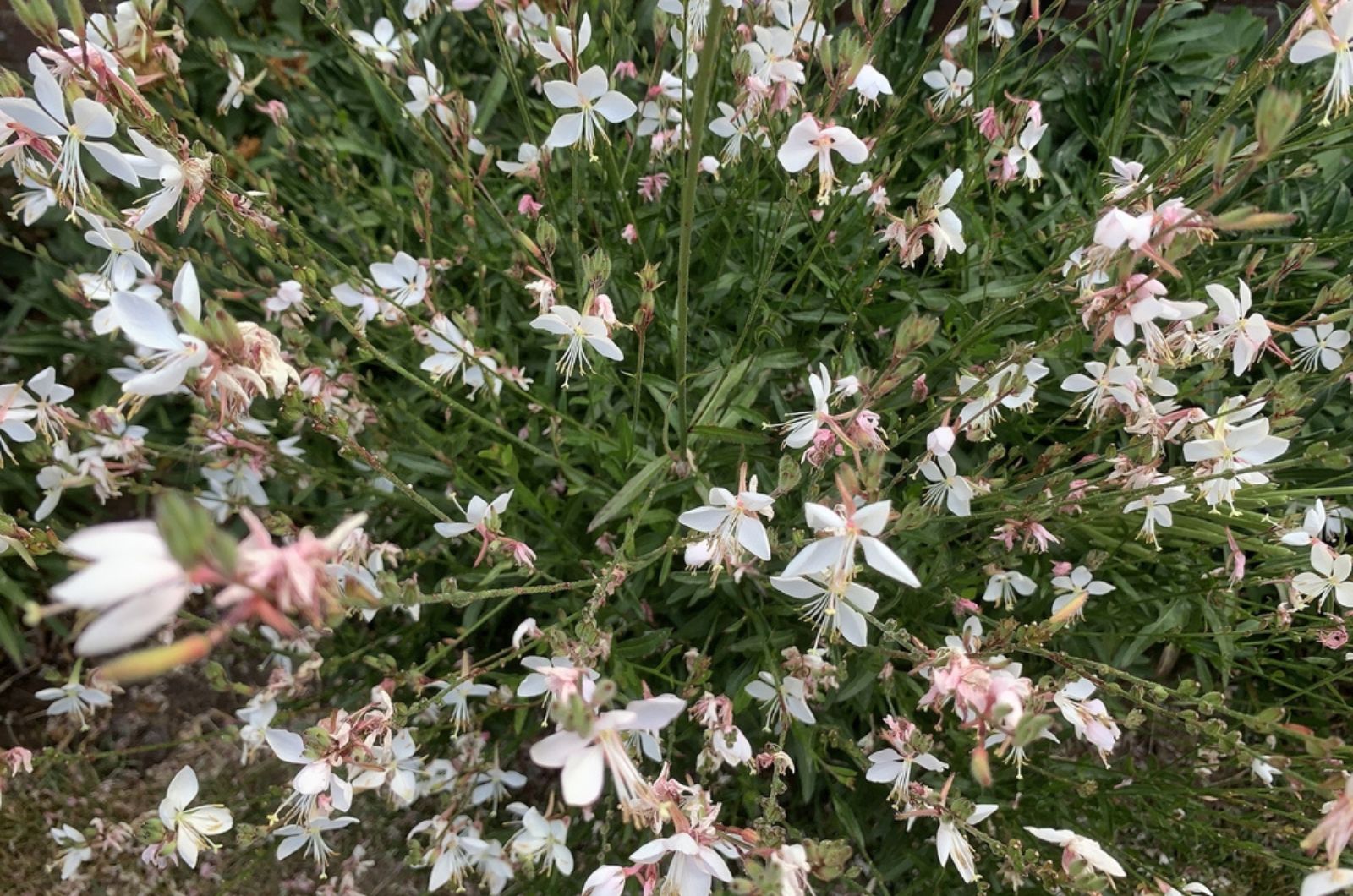 'Whirling Butterflies' flowers seen in summer in the garden