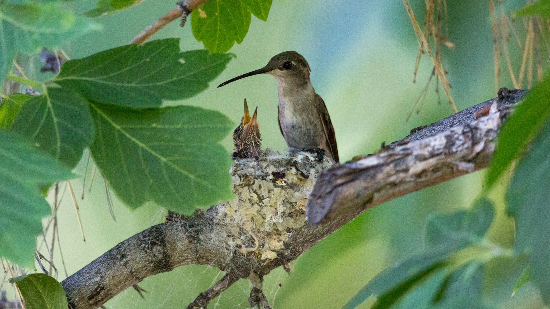 baby hummingbird on the tree