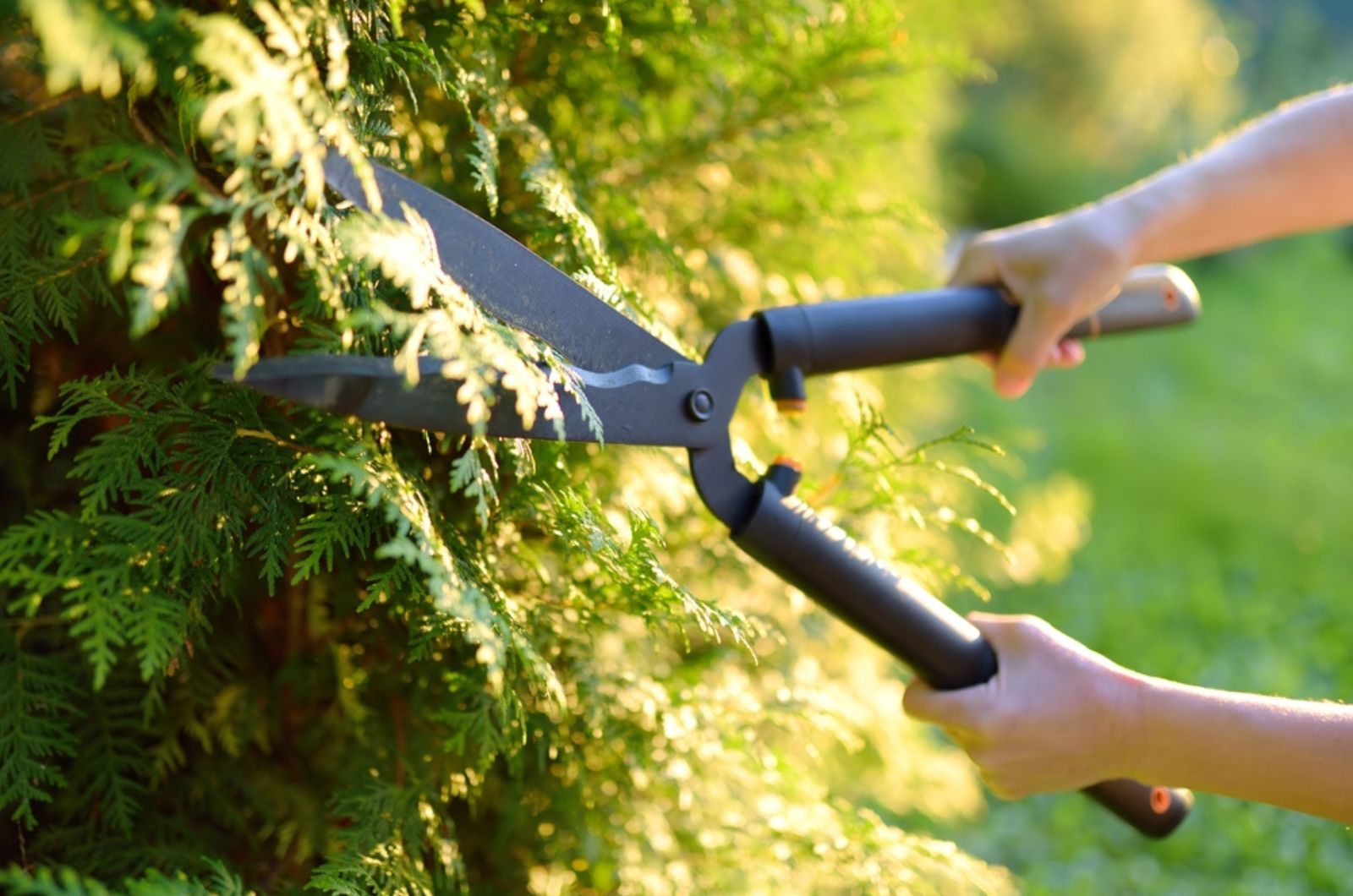 Woman trimming thuja hedge